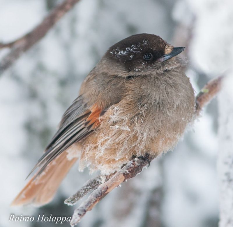 Inarin Lapin linnut – Lapin lintutieteellinen yhdistys ry